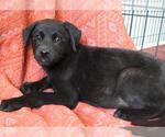 Small German Shepherd Dog Mix