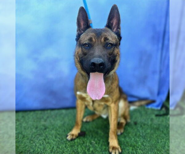 Medium Photo #2 Akita-German Shepherd Dog Mix Puppy For Sale in Long Beach, CA, USA