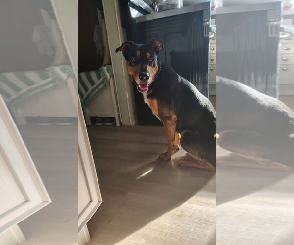 Medium Photo #3 Mutt Puppy For Sale in New London, WI, USA