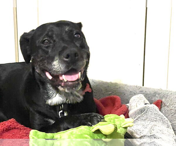 Medium Photo #28 Boxer-Unknown Mix Puppy For Sale in Mount Laurel, NJ, USA