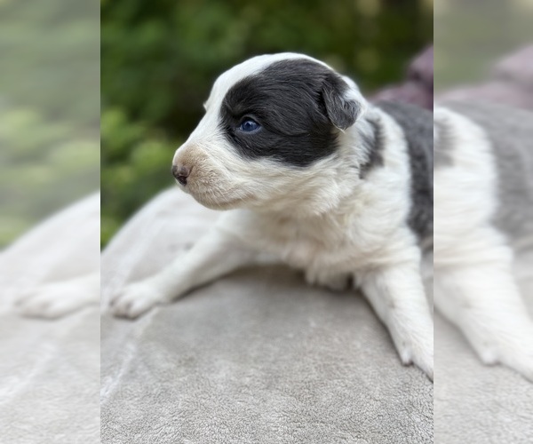 Medium Photo #103 Border Collie Puppy For Sale in MOSIER, OR, USA