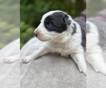 Small Photo #103 Border Collie Puppy For Sale in MOSIER, OR, USA