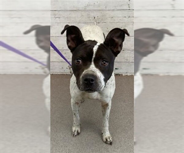 Medium Photo #1 Mutt Puppy For Sale in San Bernardino, CA, USA