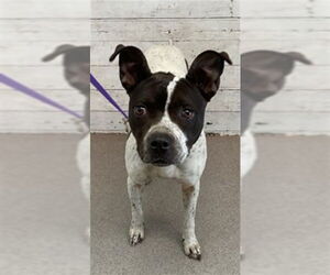 Mutt Dogs for adoption in San Bernardino, CA, USA