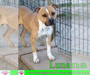 American Staffordshire Terrier-Unknown Mix Dogs for adoption in Pensacola, FL, USA