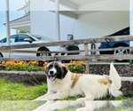 Small #2 Great Pyrenees Mix