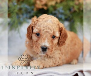 Cavapoo (Miniature) Puppy for sale in NARVON, PA, USA