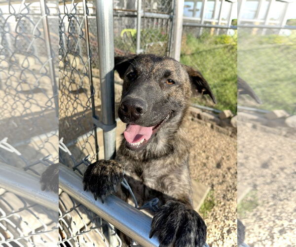 Medium Photo #1 Holland Shepherd-Unknown Mix Puppy For Sale in Estherville, IA, USA