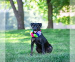 Small #2 Labrador Retriever Mix