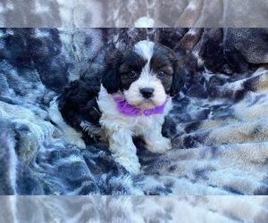 Cavapoo Puppy for sale in CAMPBELLSVILLE, KY, USA
