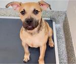 Small #1 Boxer Mix