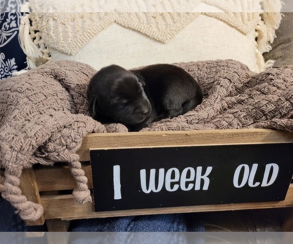 Medium Photo #8 Labrador Retriever Puppy For Sale in BONAIRE, GA, USA