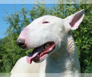 Bull Terrier Puppy for sale in BROOKLYN, NY, USA