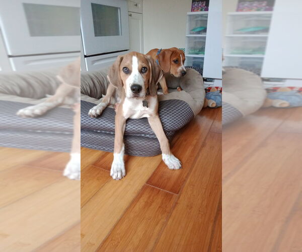 Medium Photo #9 Mutt Puppy For Sale in Morganville, NJ, USA