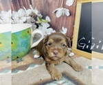 Small #4 Morkie