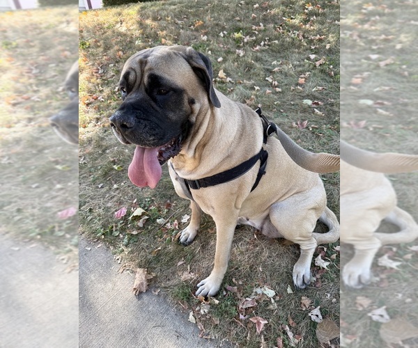 Medium Photo #1 German Shepherd Dog-Mastiff Mix Puppy For Sale in DAVENPORT, IA, USA
