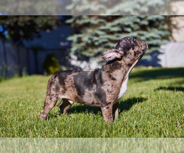 Medium Photo #4 French Bulldog Puppy For Sale in WOOD DALE, IL, USA