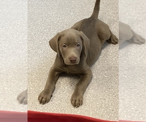 Labrador Retriever Puppy for Sale in CANTONMENT, Florida USA