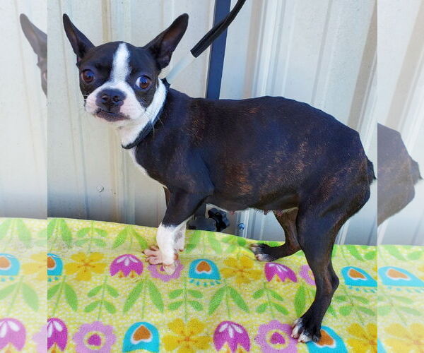Medium Photo #3 Boston Terrier Puppy For Sale in Mountain View, MO, USA