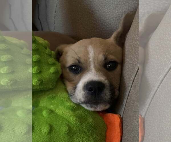 Medium Photo #3 American Pit Bull Terrier-Black Mouth Cur Mix Puppy For Sale in Holly Springs, NC, USA
