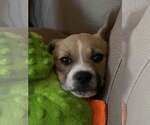 Small #2 American Pit Bull Terrier-Black Mouth Cur Mix