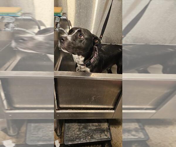Medium Photo #6 Mutt Puppy For Sale in DuQuoin, IL, USA