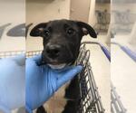 Small Labrador Retriever Mix