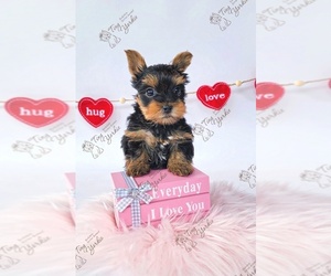 Yorkshire Terrier Puppy for sale in ORCHARDS, WA, USA