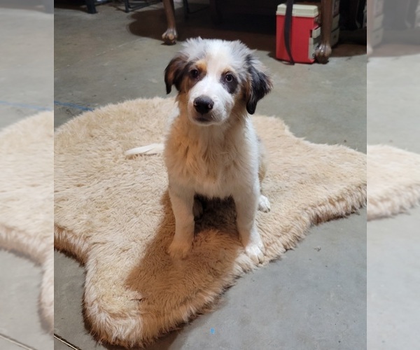 Medium Photo #31 Australian Shepherd Puppy For Sale in SALEM, OR, USA