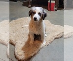 Small #3 Australian Shepherd