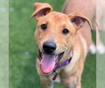 Small #4 Labrador Retriever Mix