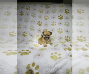 Morkie Puppy for sale in COOKEVILLE, TN, USA