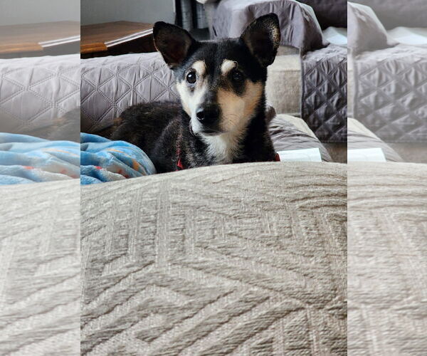 Medium Photo #4 Mutt Puppy For Sale in Marine City, MI, USA