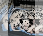 Small Photo #4 Dalmatian Puppy For Sale in LA PUENTE, CA, USA