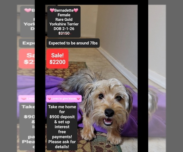 Medium Photo #1 Yorkshire Terrier Puppy For Sale in TUCSON, AZ, USA