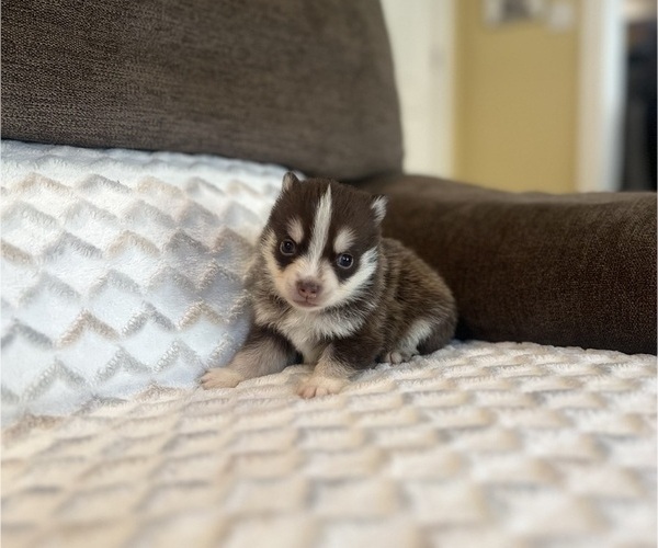 Medium Photo #3 Pomsky Puppy For Sale in DRACUT, MA, USA