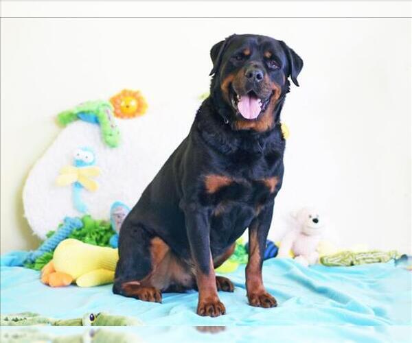 Medium Photo #2 Rottweiler Puppy For Sale in Tavares, FL, USA