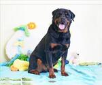 Small #1 Rottweiler