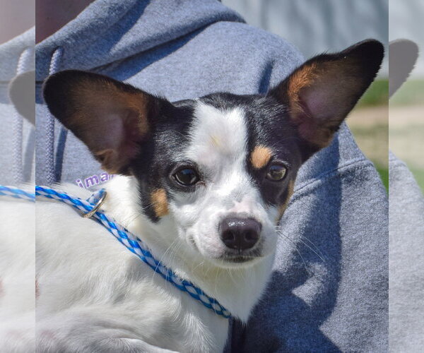 Medium Photo #3 Jack-Rat Terrier Puppy For Sale in Huntley, IL, USA