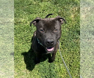 Kodiak - Male Mutt Dog for Adoption - Photo #5