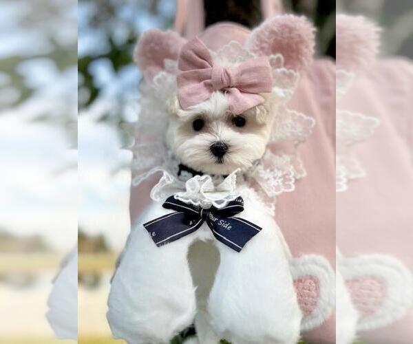 Medium Photo #5 Maltese Puppy For Sale in TAMPA, FL, USA