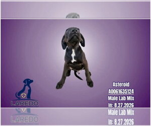 Cody - Male Labrador Retriever-Unknown Mix Dog for Adoption - Photo #4