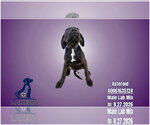 Small Photo #4 Labrador Retriever-Unknown Mix Puppy For Sale in Salt Lake City, UT, USA