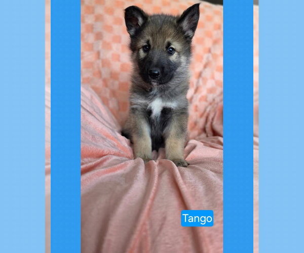 Medium Photo #3 American Pit Bull Terrier-Unknown Mix Puppy For Sale in Duluth, MN, USA