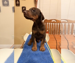 Doberman Pinscher Puppy for sale in PECK, KS, USA