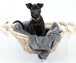 Small Photo #3 Dachshund-Labrador Retriever Mix Puppy For Sale in Princeton, MN, USA