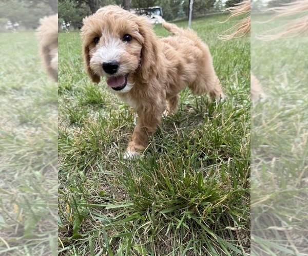 Medium Photo #6 Goldendoodle (Miniature) Puppy For Sale in ELBERT, CO, USA