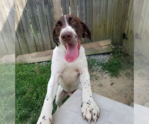Chevron (Chevy) - Male Pointer Dog for Adoption - Photo #5