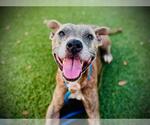 Small #1 American Staffordshire Terrier Mix