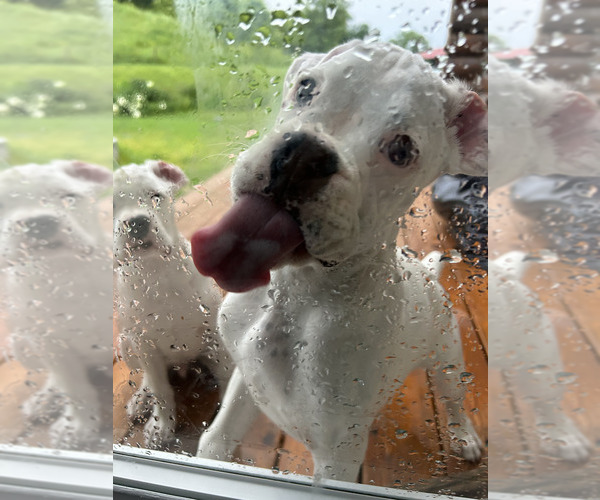 Medium Photo #5 Boxer Puppy For Sale in STRUM, WI, USA